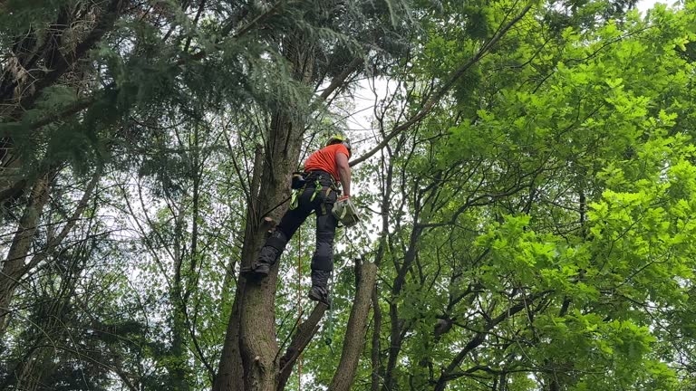 Leaf Removal in Broadview, IL